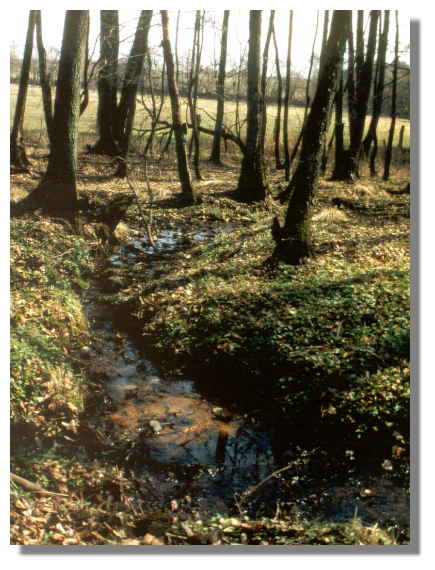 naturnaher Bachlauf im Wald bei Itzehoe >> nchstes Bild?